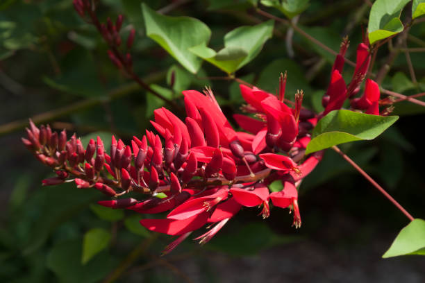 istock Red flower stem of a Erythrina × bidwillii tree 1258603119