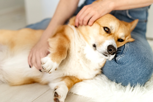 Corgi dog is lying on the owner's lap