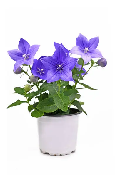 Photo of Blooming 'Platycodon Grandiflorus Apoyama' balloon flower plant with purple flowers isolated on white background