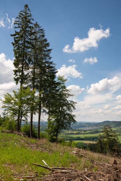 Sauerland, Germany Landscape of the Sauerland region close to Winterberg with trees in the foreground, Germany winterberg photos stock pictures, royalty-free photos & images
