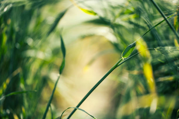 istock A tunnel of plants 1258617068