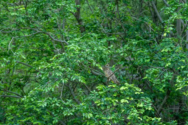 Photo of Indian eagle owl or rock eagle owl or Bengal eagle-owl or large horned owl or Bubo bengalensis perched on natural green tree during safari in monsoon at jhalana forest or leopard reserve jaipur india