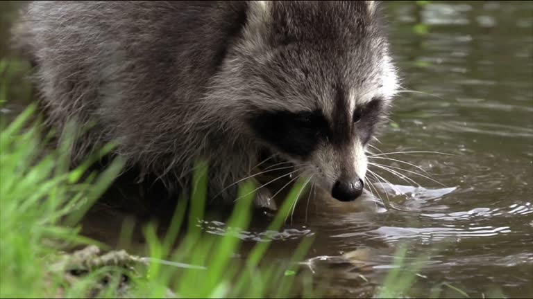 Raccoon poloskun, or the American raccoon (Procyon lotor). Raccoon can grab and hold objects with front paws, including washing food. The fur of the raccoon is thick, brownish-gray.