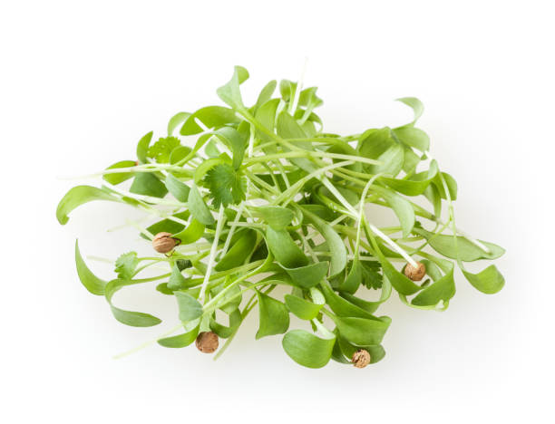 istock Growing micro greens coriander sprouts isolated on white background 1258625976