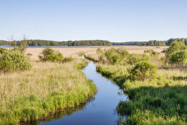 Summer landcape with river and bullrush