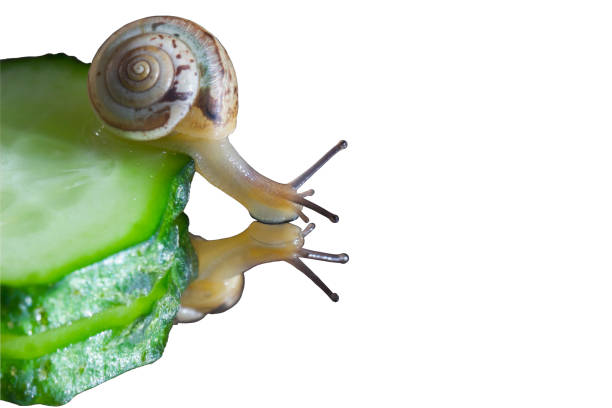istock The snail slides off the cucumber slice.Reflection in the mirror. 1258629452