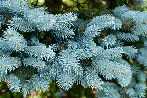 istock Beautiful pungen spruce silvery young leaf. 1258638517