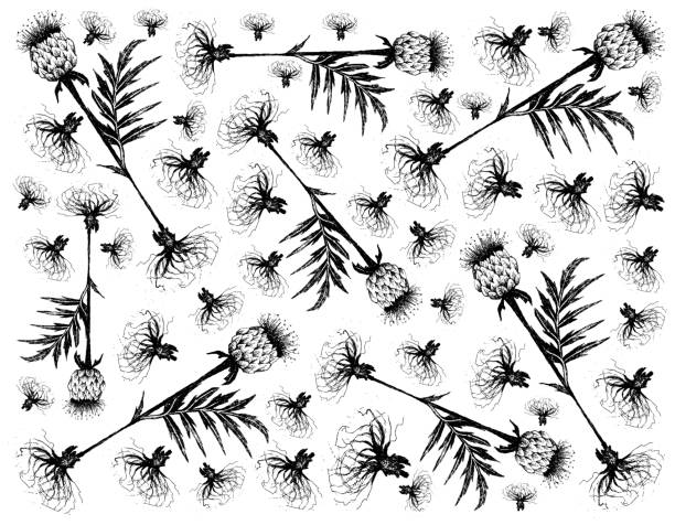 白い背景にマラルルート植物の手描き - alternative therapy illustrations点のイラスト素材／クリップアート素材／マンガ素材／アイコン素材