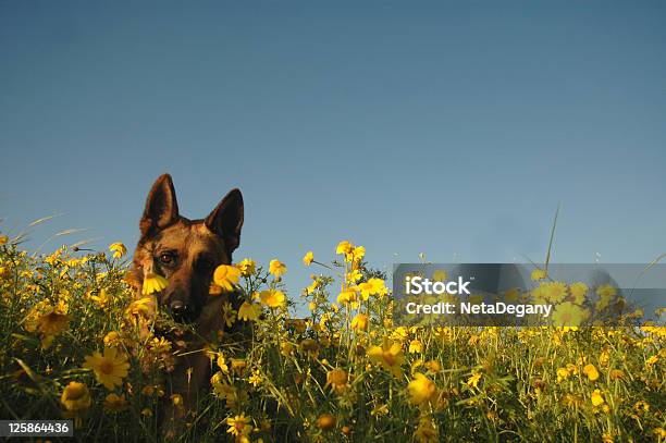 Alemán Shepard Echar Un Vistazo Entre Las Flores Foto de stock y más banco de imágenes de Flor - Flor, Mascota, Aire libre