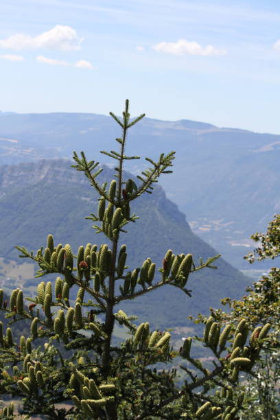 istock Hiking in the Chartreuse mountain 1258644945