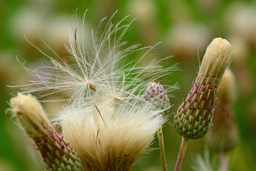 Aerial view: cirsium seed spread by the wind. Focus on the seed.