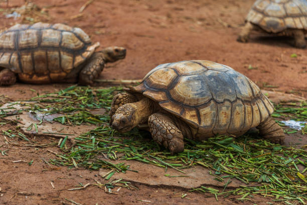 istock african spurred tortoise (Geochelone sulcata) resting in garden 1258647597
