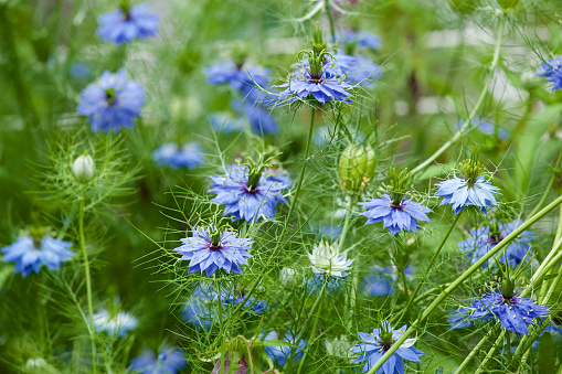 Nigella has unique seeds that bloom with refreshing blue flowers.
