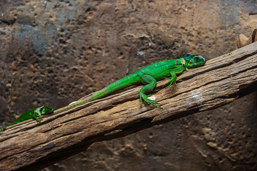 Lesser Antillean Green Iguana (Iguana delicatissima) on wood