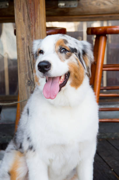 istock Dog sitting under table in Key West, USA 1258655103