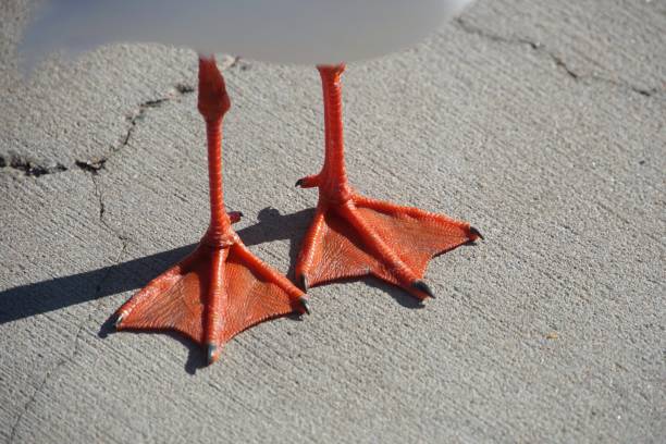 istock Close-Up of a Seagull's Red Webbed Feet 1258668309