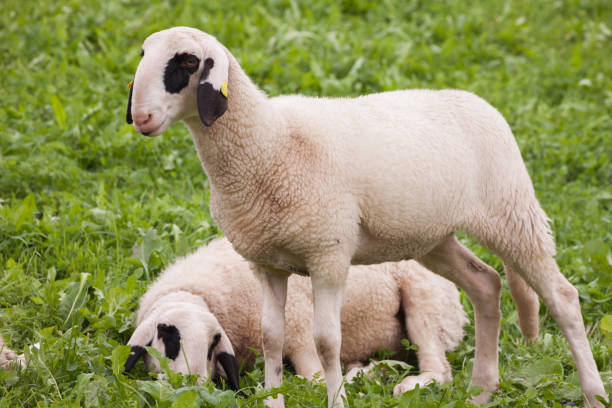 Brillenschaf sheep in an Italian mountain  pasture stock photo