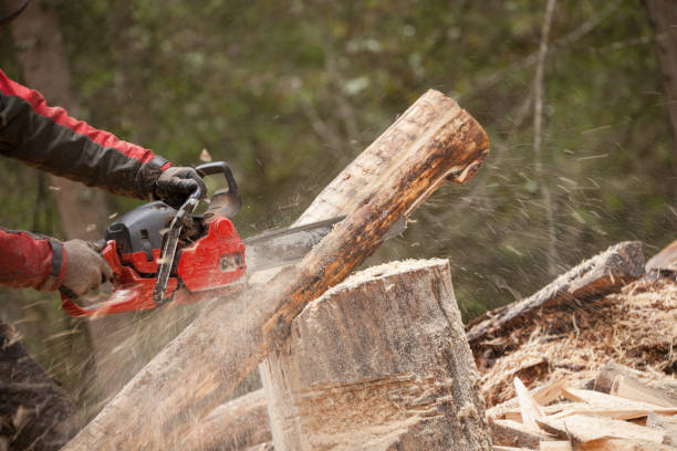 istock A lumberjack working safely with chainsaw and protection equipment inside an Italian forest 1258677929