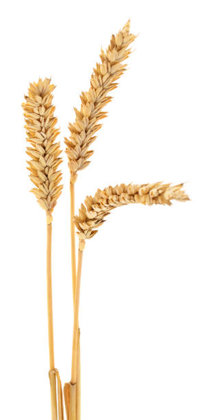 istock Ears of wheat. 1258682507