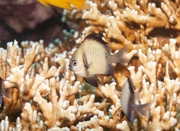 istock In the coral 1258691454