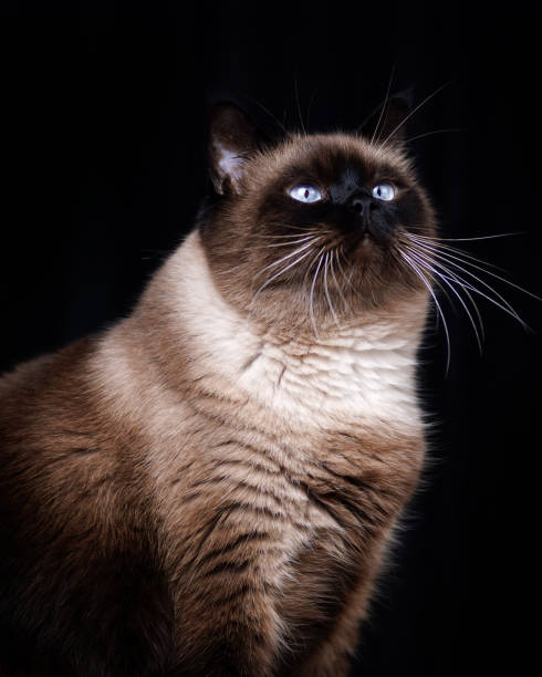 istock Siamese Himalayan Cat Portrait 1258693567