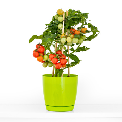 Tomatoes grown in a grün flowerpot, isolated on a white background