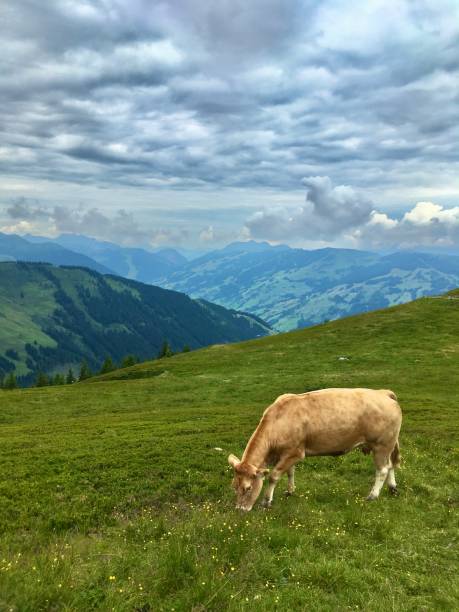 istock Walk down from the Austrian schmittenhe to Zell am see 1258701171