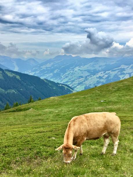 istock Walk down from the Austrian schmittenhe to Zell am see 1258701178