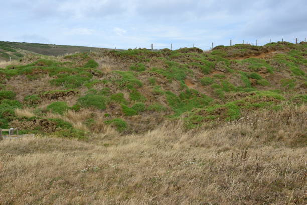 istock Compton Chine foliage in the Isle of Wight. 1258702750