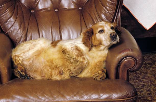 istock Brittany Spaniel Female, Obese Dog 1258705942
