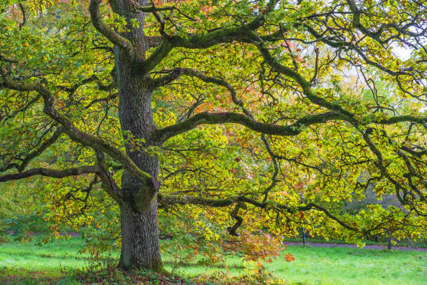 istock Old beautiful Oak tree with autumn colours 1258706451