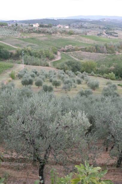 istock Italy, Tuscany 1258707014