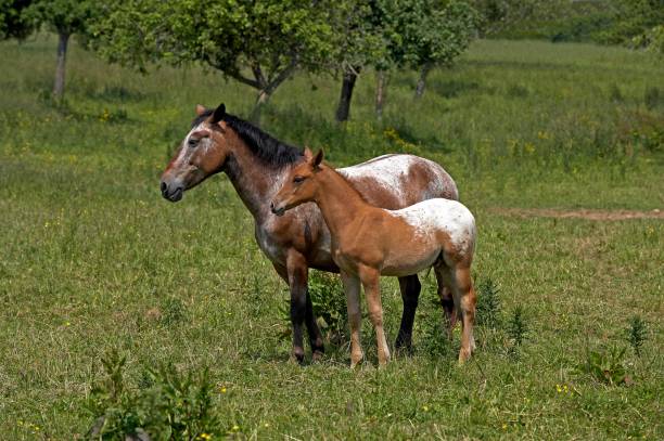 Appaloosa Horse, Mare and Foal Appaloosa Horse, Mare and Foal appaloosa stock pictures, royalty-free photos & images