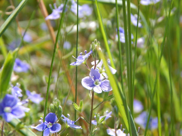 istock Photos of plants in summer 1258711844