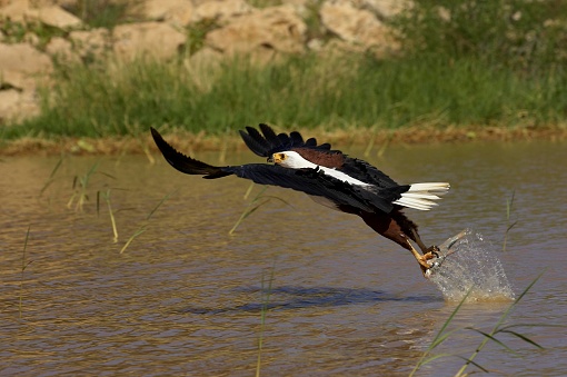 Osprey fishing in Northern Arizona