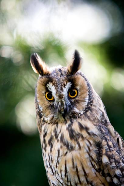 istock Long-Eared Owl, asio otus, Portrait, Normandy 1258717150