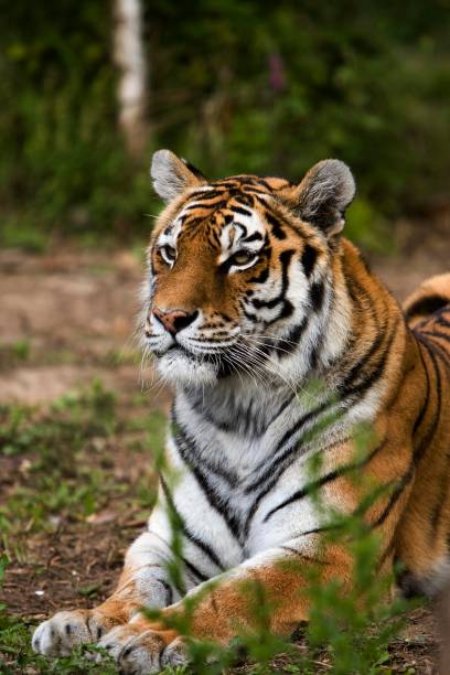 istock Siberian Tiger, altaic tiger tiger 1258717151