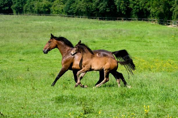 istock French Trotter Horse, Mare and Foal, Normandy 1258720353