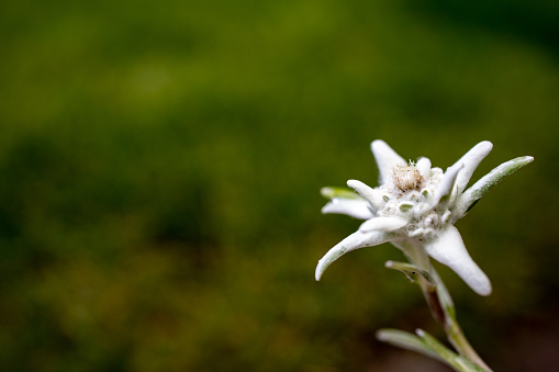 A wonderful close-up of a Asphodelus Ramosusflower,