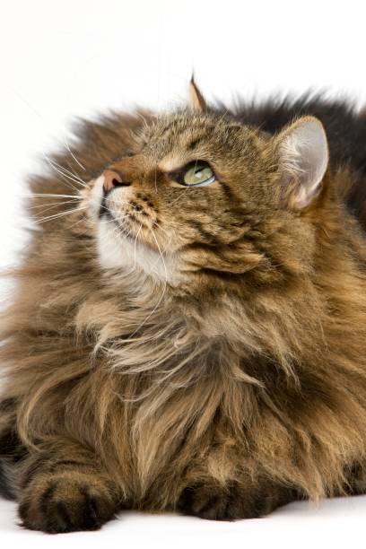 istock Angora Domestic Cat, Male against White Background 1258722986