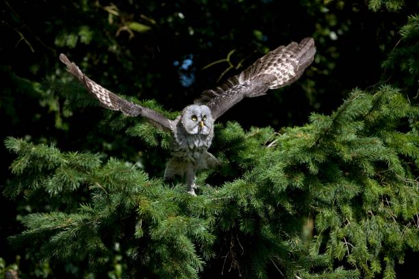 istock Great Grey Owl, strix nebulosa, in Flight 1258724068