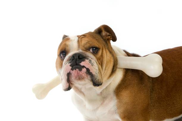 istock English Bulldog, Female with Plastic Bone against White Background 1258724072