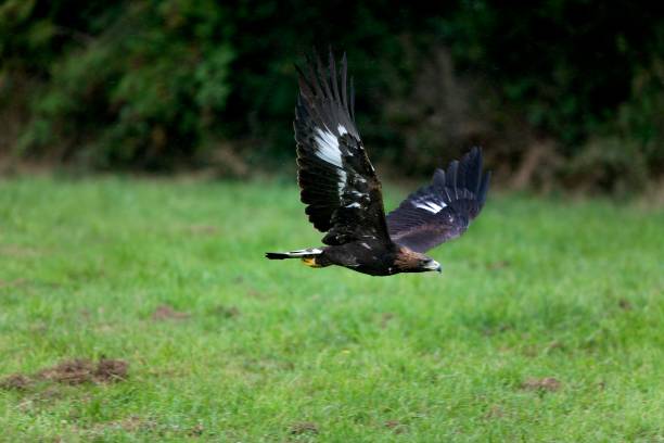 istock Golden Eagle, aquila chrysaetos, in Flight 1258724586