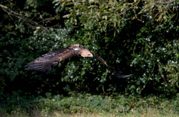 istock Imperial Eagle, aquila heliaca, in Flight 1258724588