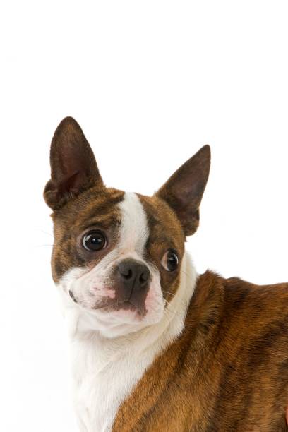 istock Boston Terrier Dog, Portrait against White Background 1258724590