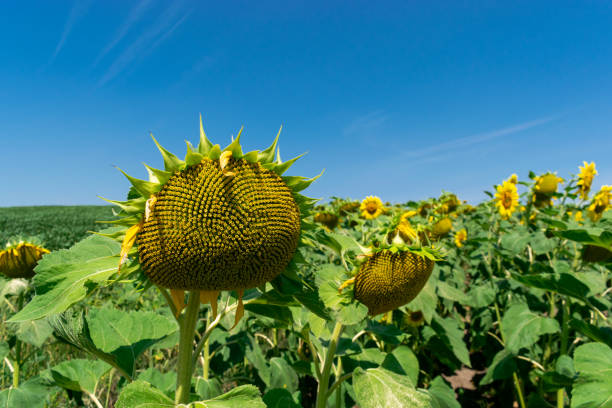 istock Sunflower field in summer 1258731524