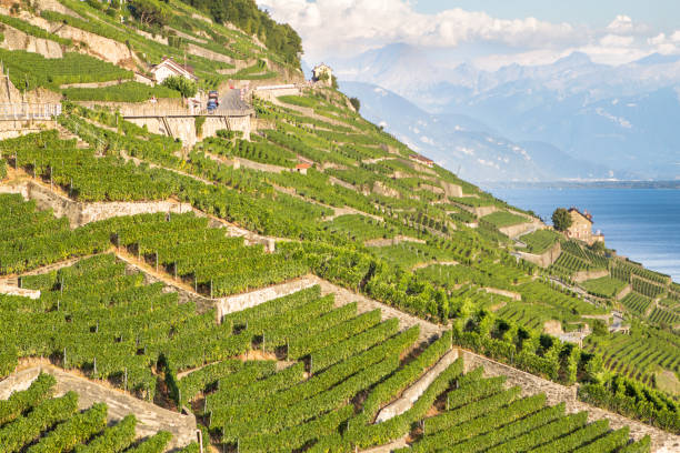 istock Vineyards in Lavaux region, Switzerland 1258733609