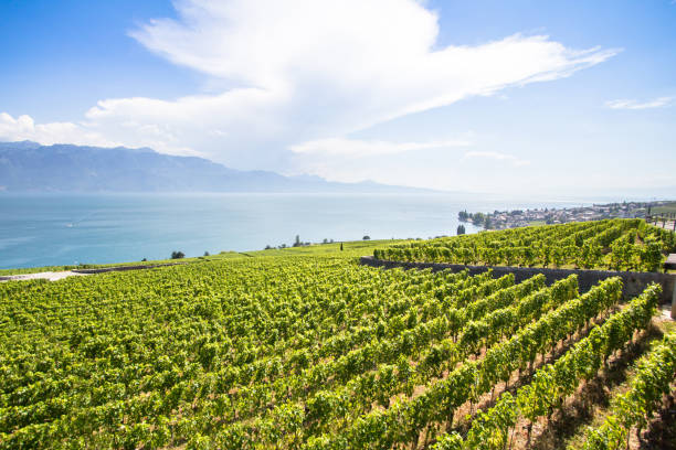 istock Vineyards in Lavaux region, Switzerland 1258733689