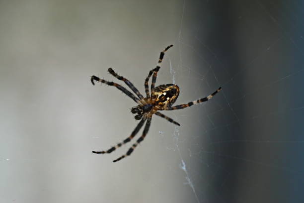 Close-uo of a spider.