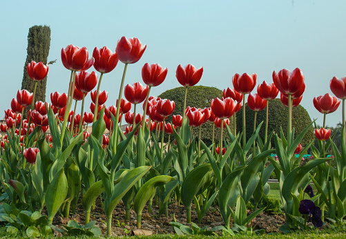 Bunch of Red Tulips flowers with blue sky in New Delhi India.
